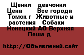 Щенки - девчонки › Цена ­ 2 - Все города, Томск г. Животные и растения » Собаки   . Ненецкий АО,Верхняя Пеша д.